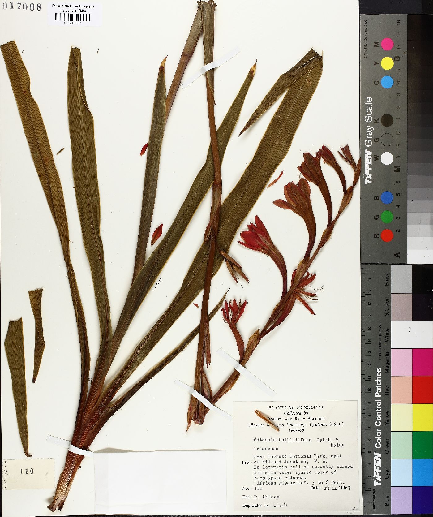 Watsonia meriana image