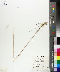 Image of Caladenia longicauda