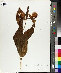 Cypripedium reginae image