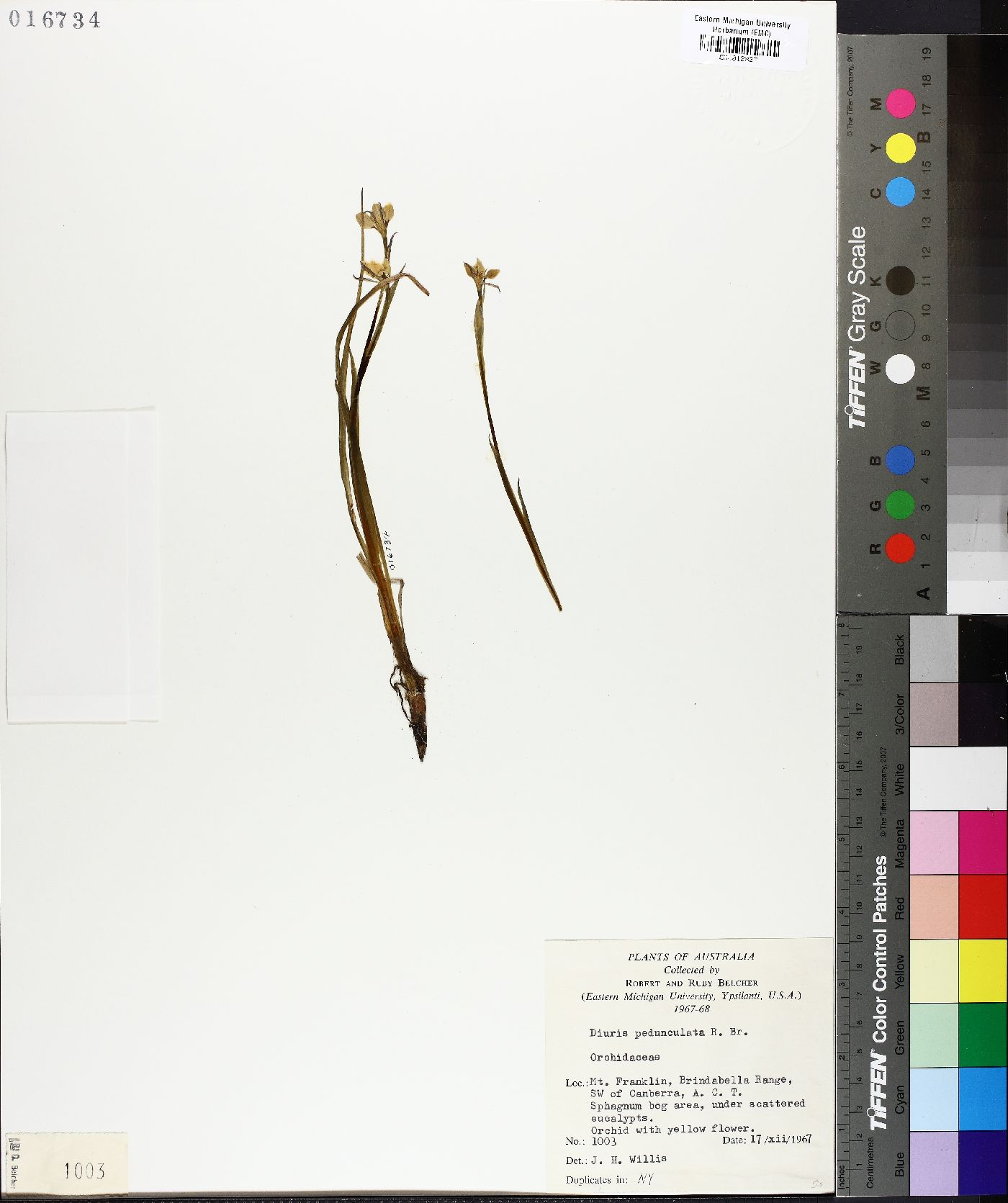 Diuris pedunculata image