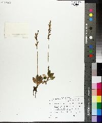 Goodyera repens image