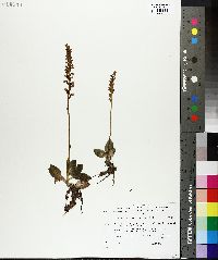 Goodyera repens image