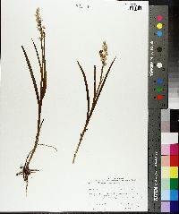 Platanthera dilatata image