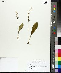 Platanthera obtusata image