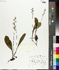 Platanthera obtusata image