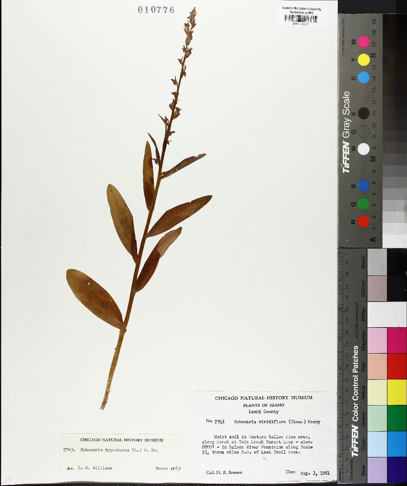 Habenaria viridiflora image