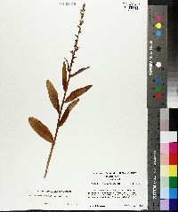 Habenaria viridiflora image