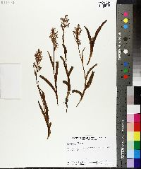 Orchis latifolia image