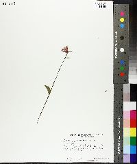 Pogonia ophioglossoides image