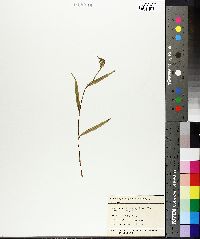 Pterostylis graminea image