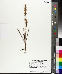 Spiranthes cernua image