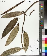 Vanilla planifolia image