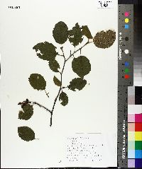 Alnus rugosa image