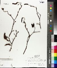 Alnus rugosa image