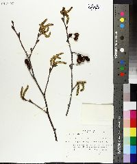 Alnus crispa image