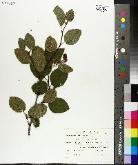 Alnus crispa image