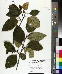 Alnus oregona image