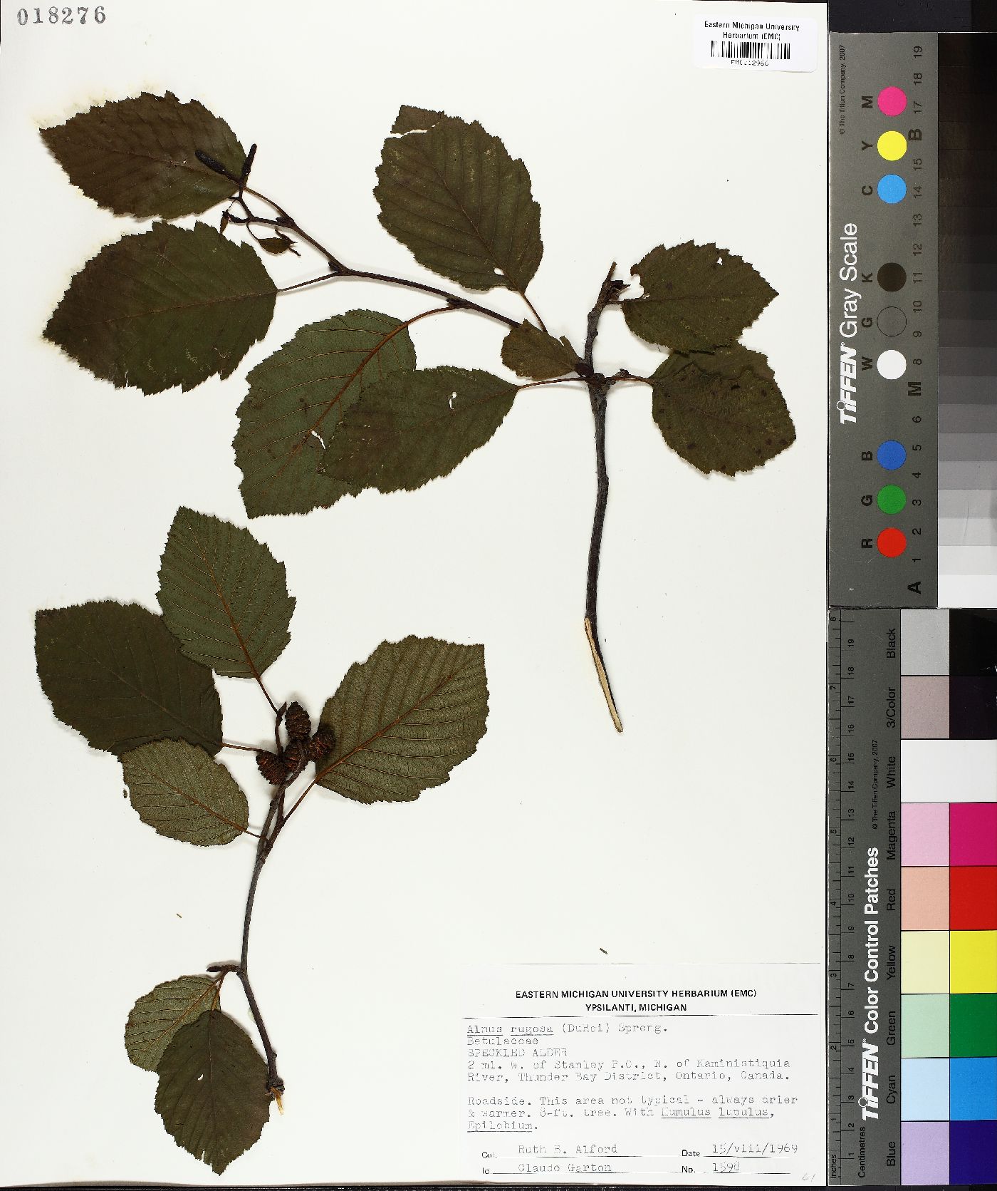 Alnus rugosa image