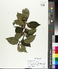 Betula alleghaniensis image