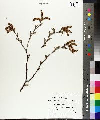 Betula alleghaniensis image