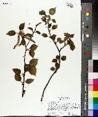 Betula papyrifera image