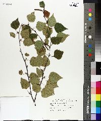 Betula platyphylla image