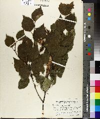 Betula piperi image