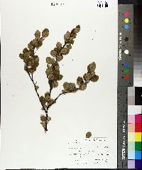 Betula pumila image