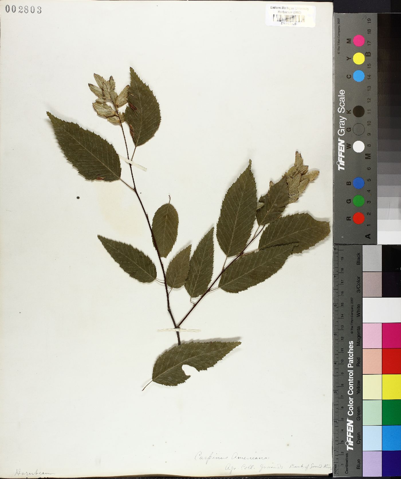 Carpinus americana image