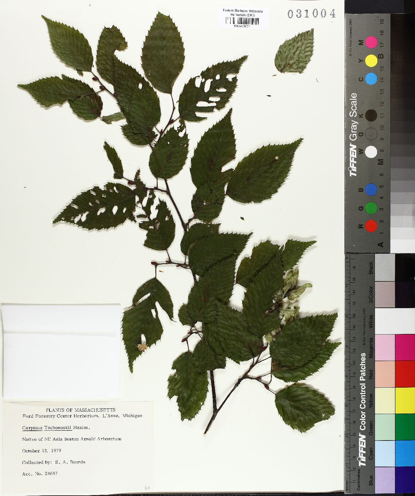 Carpinus tschonoskii image