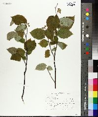 Corylus cornuta image