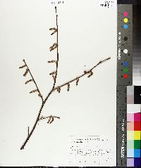 Corylus cornuta image