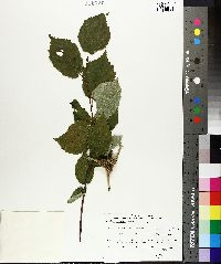 Corylus cornuta image