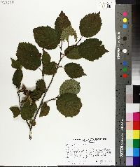 Corylus cornuta image