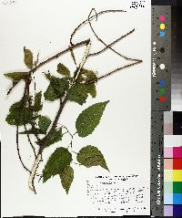 Celtis occidentalis image