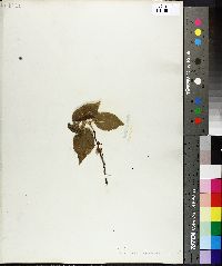 Image Associated With the Occurence