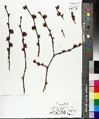 Ulmus glabra image