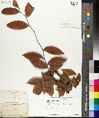 Ulmus alata image