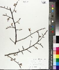 Ulmus alata image