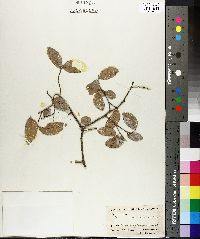 Ulmus crassifolia image