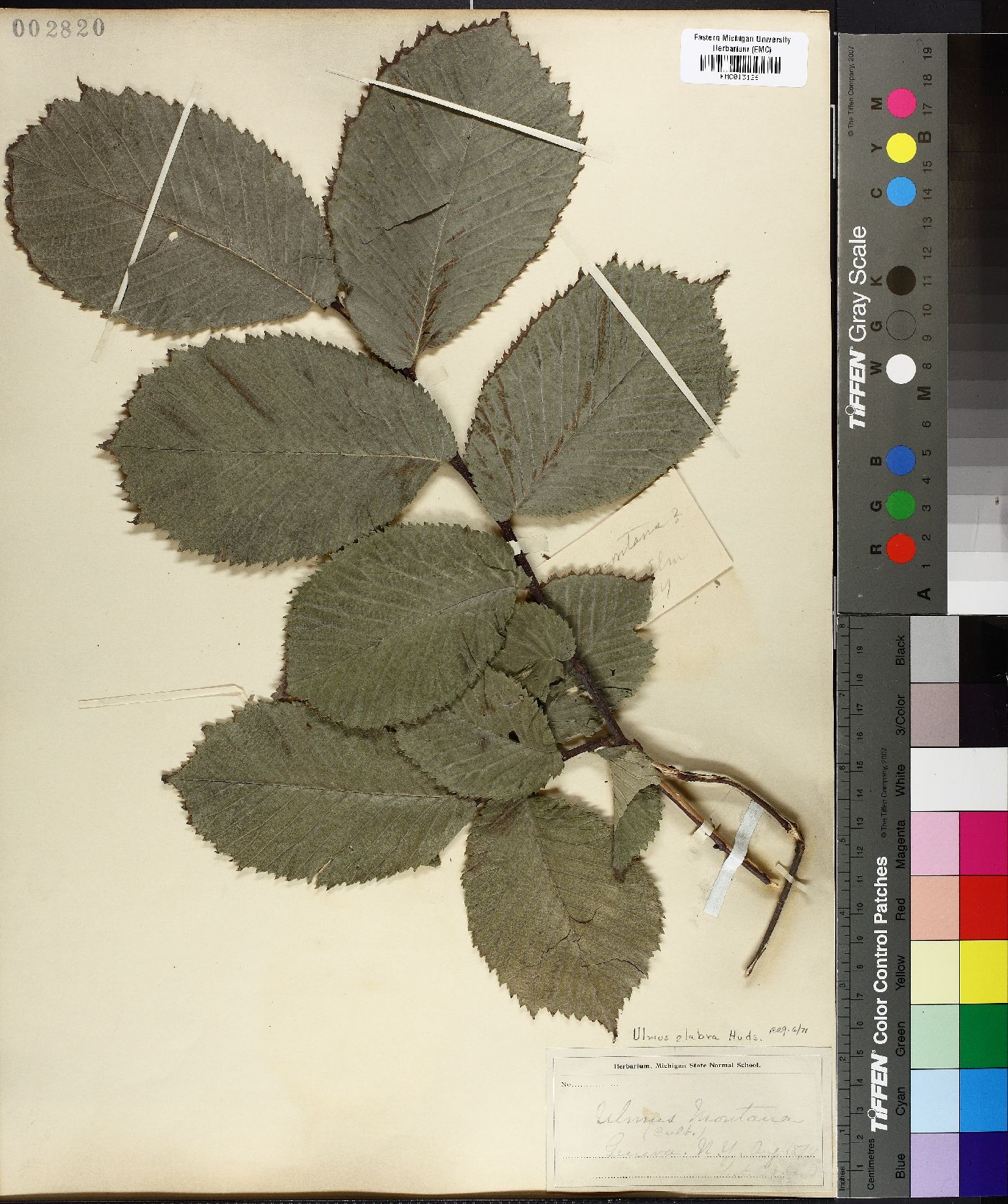 Ulmus montana image