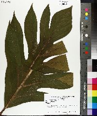 Artocarpus altilis image