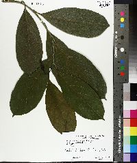 Artocarpus heterophyllus image