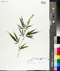 Cannabis sativa image