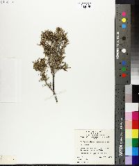 Grevillea alpina image