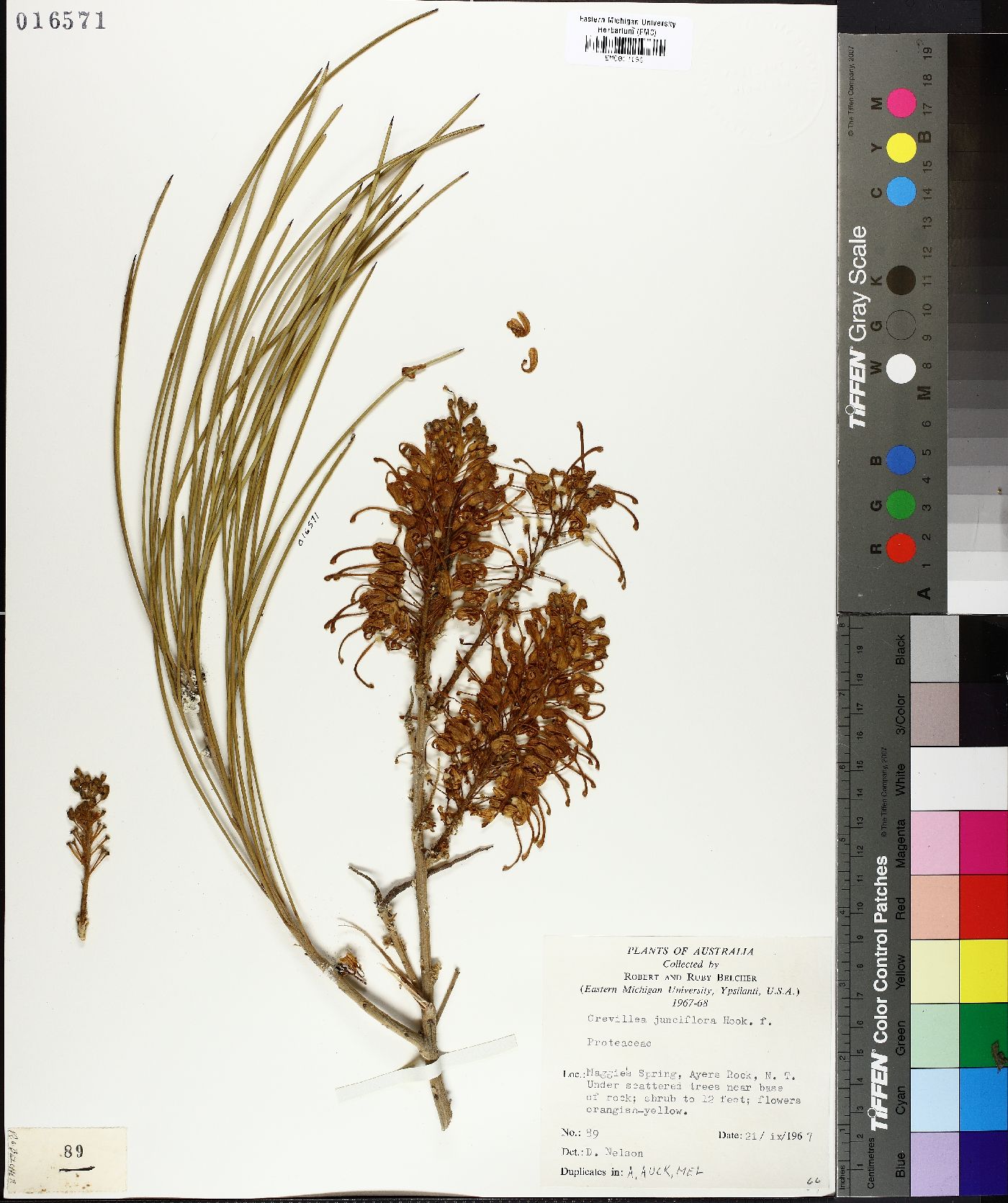 Grevillea juncifolia image