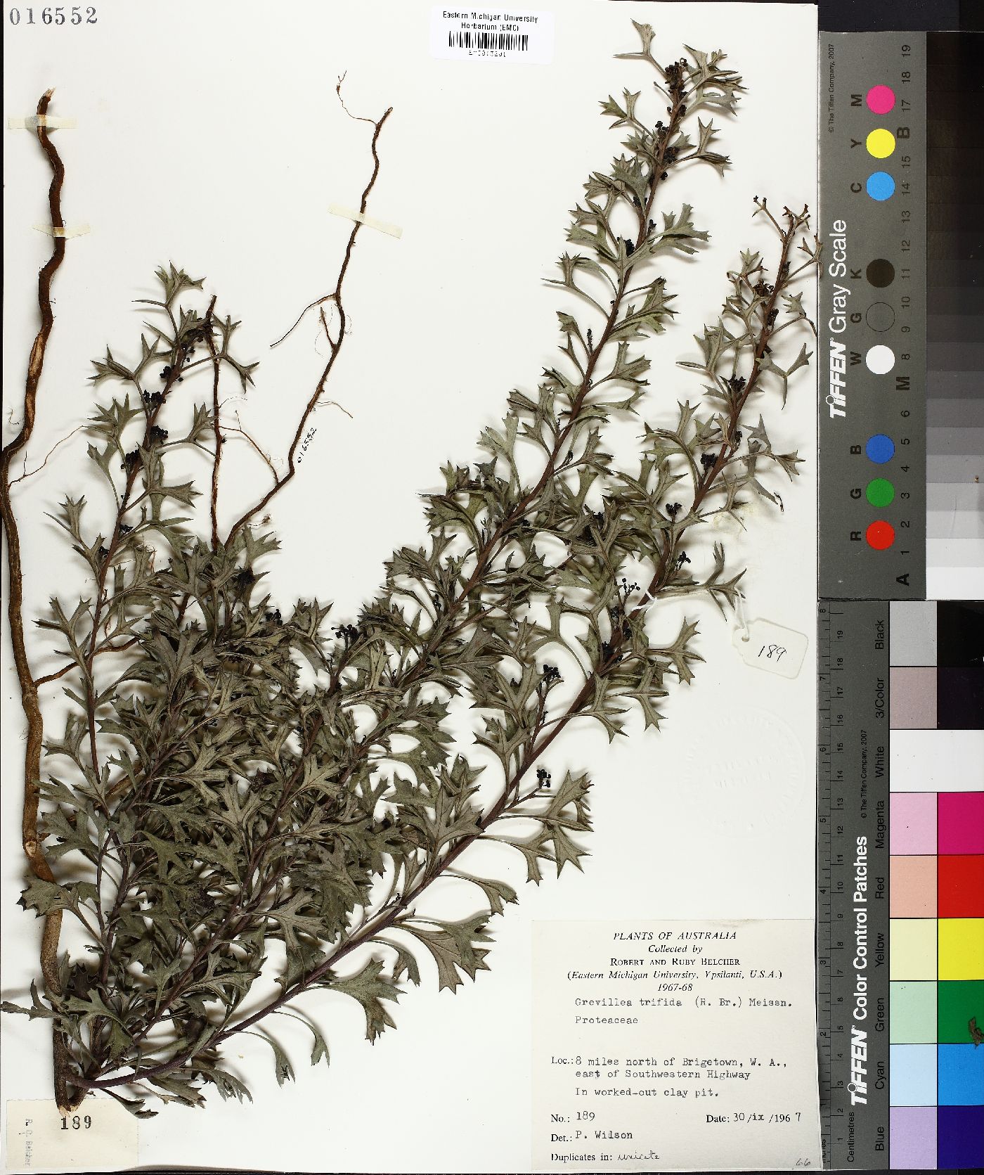Grevillea trifida image