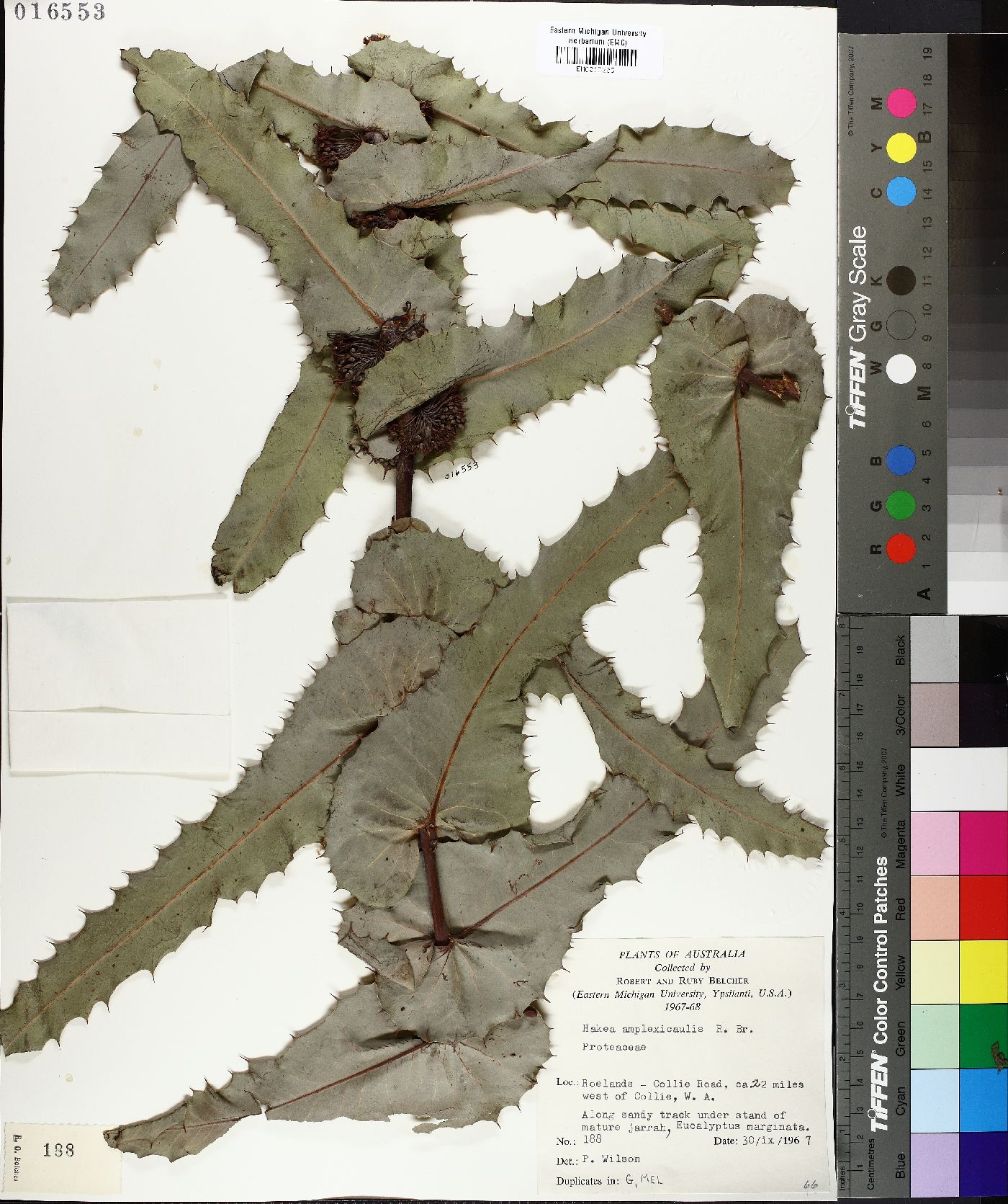 Hakea amplexicaulis image