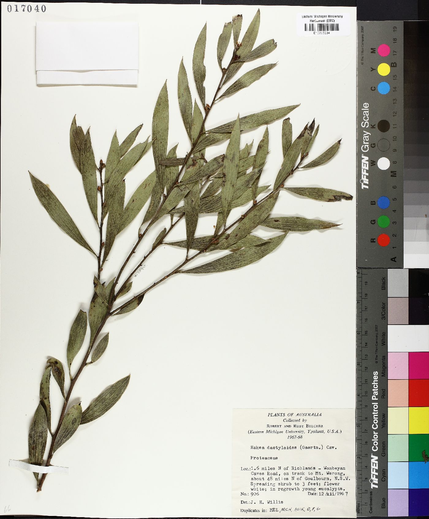 Hakea dactyloides image