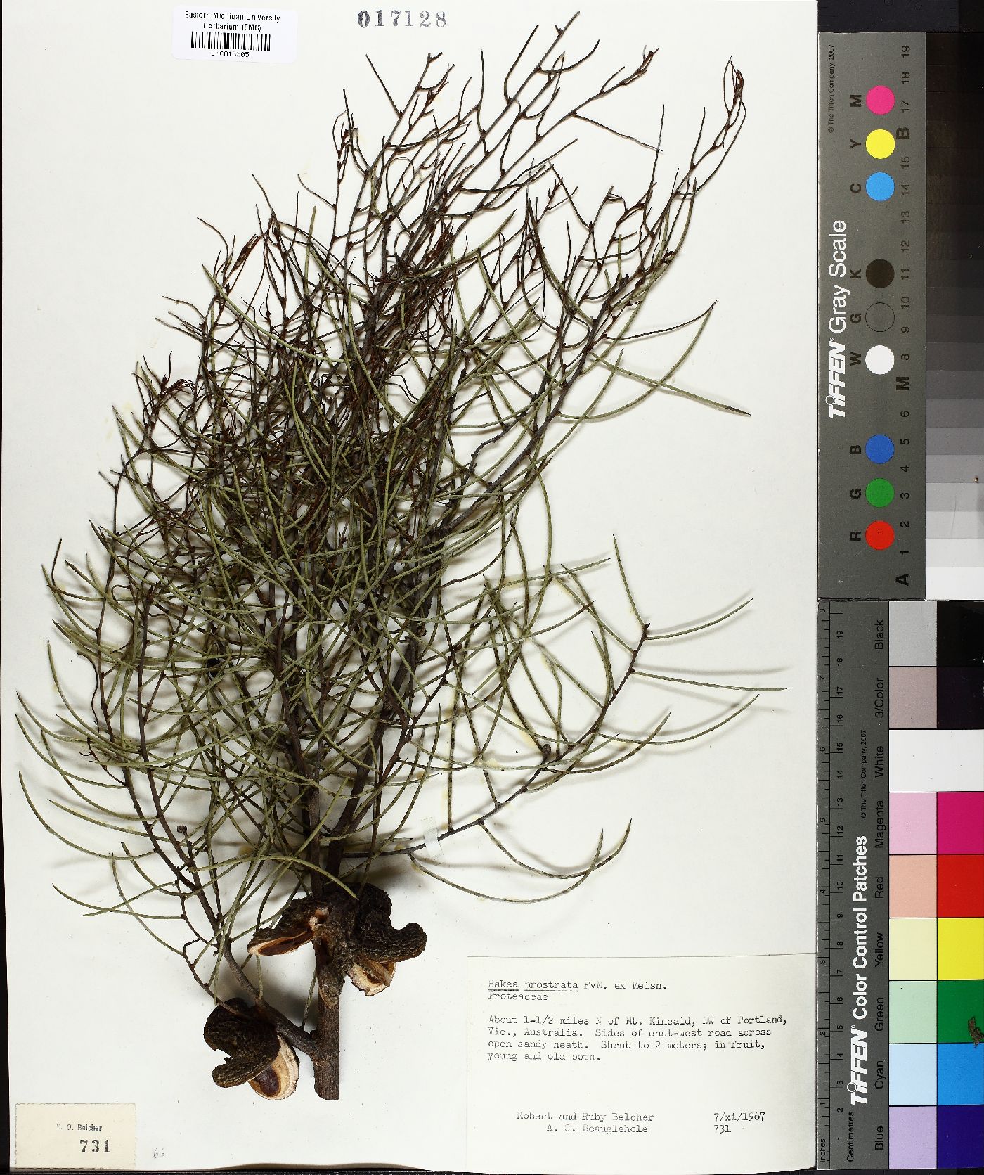 Hakea prostrata image